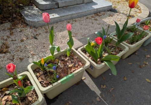 招き猫先生の『ことちか日記』Ｒ８　３／３０・３１